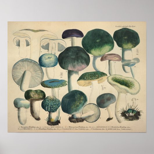 Vintag 1831 Mushroom Variety Green Blue Print Poster (Vorne)
