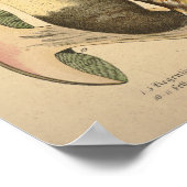 Vintag 1831 Mushroom Variety Green Brown Print Poster (Ecke)