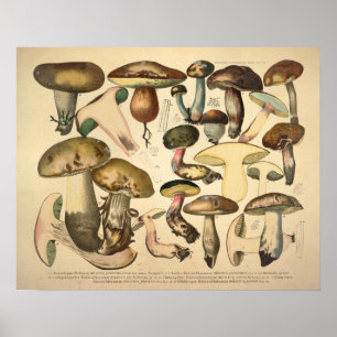 Vintag 1831 Mushroom Variety Green Brown Print Poster