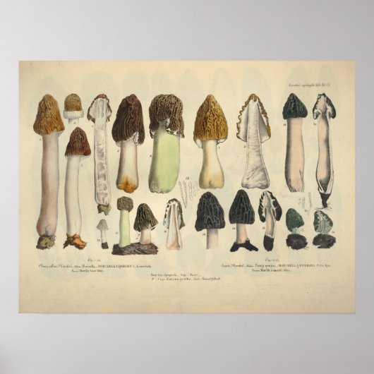 Vintag 1831 Mushroom Variety Green Brown Print Poster (Vorne)