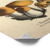 Vintag 1831 Mushroom Variety Green Brown Print Poster (Ecke)