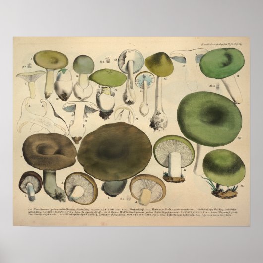Vintag 1831 Mushroom Variety Green Brown Print Poster (Vorne)