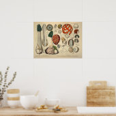 Vintag 1831 Mushroom Variety Green Red Print Poster (Küche)