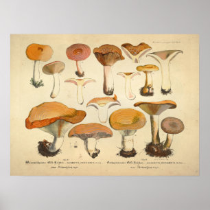Vintag 1831 Mushroom Variety Orange Yellow Print Poster