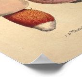 Vintag 1831 Mushroom Variety Red Blue Print Poster (Ecke)