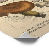 Vintag 1831 Mushroom Variety Red Blue Print Poster (Ecke)