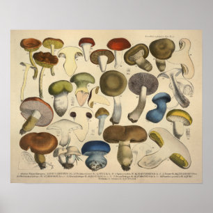 Vintag 1831 Mushroom Variety Red Blue Print Poster