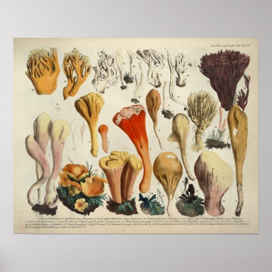 Vintag 1831 Mushroom Variety Red Brown Print Poster (Vorne)