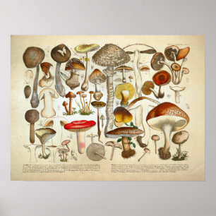 Vintag 1831 Mushroom Variety Red Yellow Print Poster