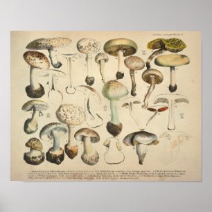 Vintag 1831 Mushroom Variety White Brown Print Poster