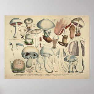 Vintag 1831 Mushroom Variety White Cap Print Poster