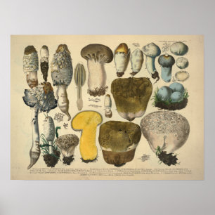 Vintag 1831 Mushroom Variety Yellow Brown Print Poster