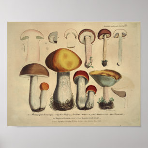 Vintag 1831 Mushroom Variety Yellow Brown Print Poster