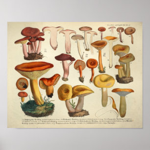 Vintag 1831 Mushroom Variety Yellow Brown Print Poster