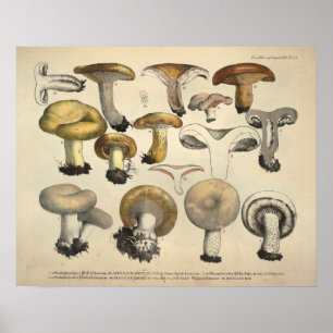 Vintag 1831 Mushroom Variety Yellow Brown Print Poster