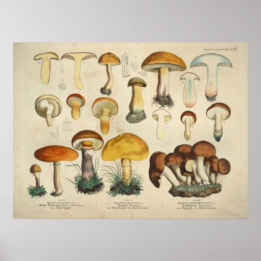 Vintag 1831 Mushroom Variety Yellow Brown Print Poster (Vorne)