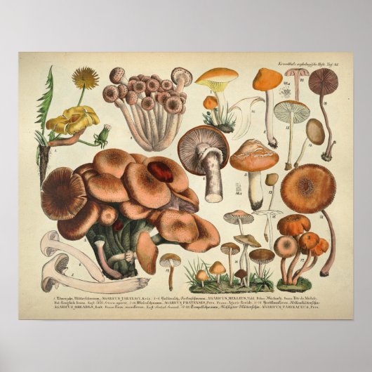 Vintag 1831 Mushroom Variety Yellow Brown Print Poster (Vorne)