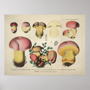 Vintag 1831 Pilz Variety Pink Yellow Print Poster