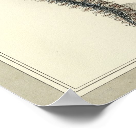 Vintag 1831 Rückenmarksvenen Anatomie drucken Poster (Ecke)