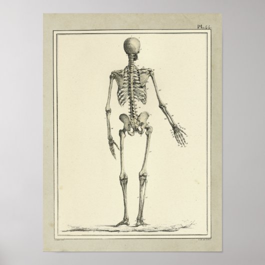 Vintag 1831 Skelettanatomie Druck Poster (Vorne)