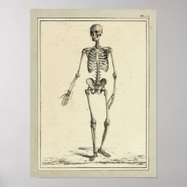 Vintag 1831 Skelettanatomie Druck Poster