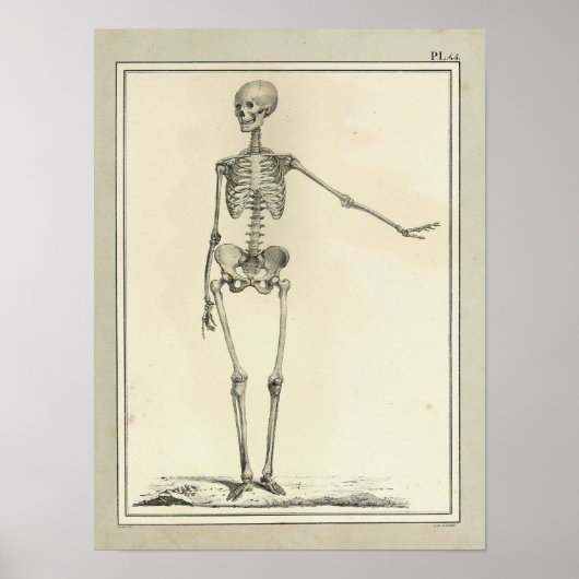 Vintag 1831 Skelettanatomie Druck Poster (Vorne)