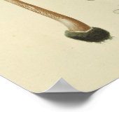 Vintag 1841 Grüne blaubraune Pilze Kunstdrucken Poster (Ecke)