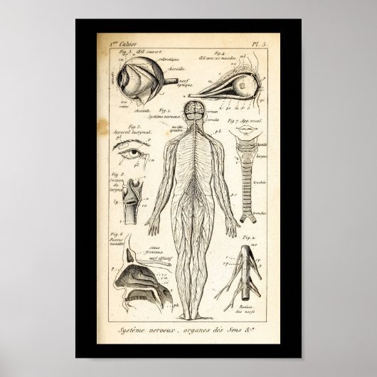 Vintag 1844 Anatomie des Menschen drucken Poster (Vorne)