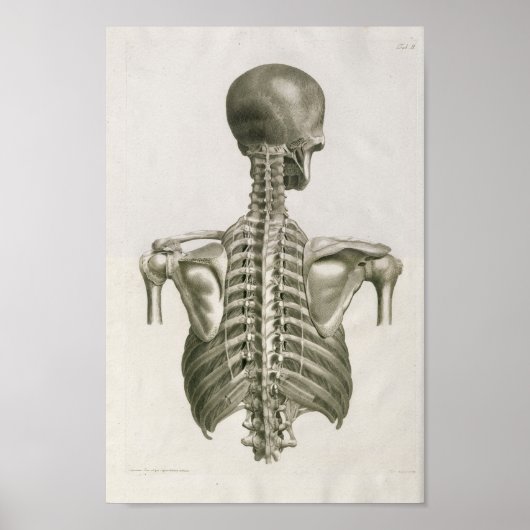 Vintag 1853 Anatomie der Schädelspinne Kunstdruckk Poster (Vorne)