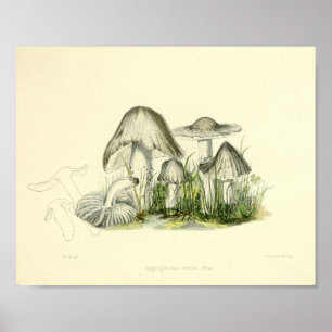 Vintag 1855 Pilze Braun Weißer Kunstdruck Poster