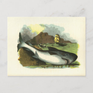 Vintag 1859 Haifisch FolkArt Illustration Postkarte