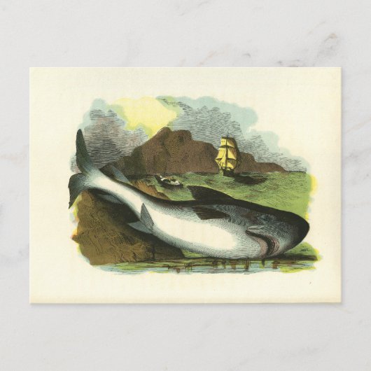 Vintag 1859 Haifisch FolkArt Illustration Postkarte (Vorderseite)