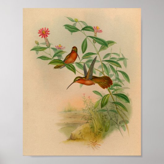 Vintag 1861 Hermit Hummingbird Print Poster (Vorne)