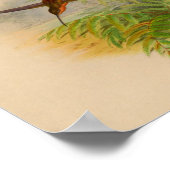 Vintag 1861 Hermit Hummingbird Print Poster (Ecke)
