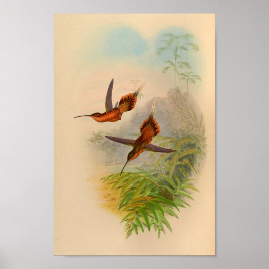 Vintag 1861 Hermit Hummingbird Print Poster (Vorne)