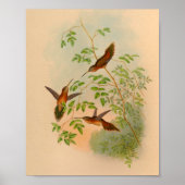 Vintag 1861 Hermit Hummingbird Print Poster (Vorne)