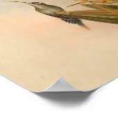 Vintag 1861 Hermit Hummingbird Print Poster (Ecke)