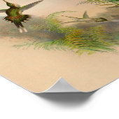 Vintag 1861 Hermit Hummingbird Print Poster (Ecke)
