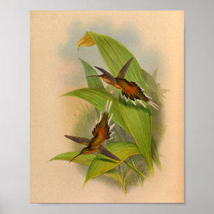 Vintag 1861 Hermit Hummingbird Print Poster