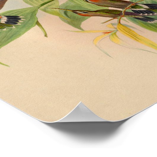 Vintag 1861 Hermit Hummingbird Print Poster (Ecke)