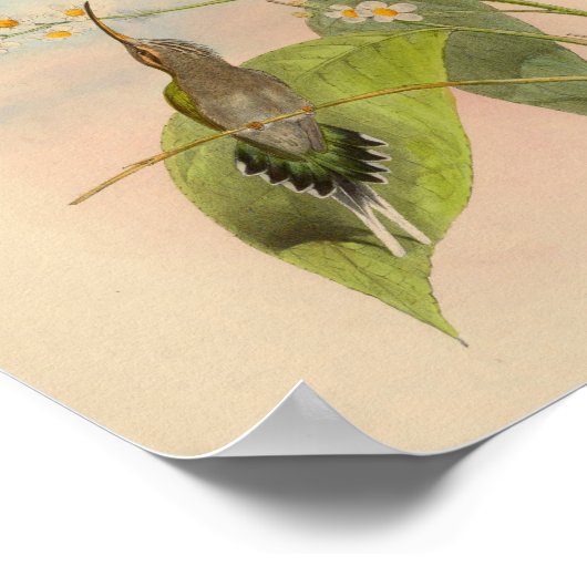 Vintag 1861 Hermit Hummingbird Print Poster (Ecke)