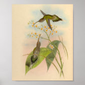 Vintag 1861 Hermit Hummingbird Print Poster (Vorne)