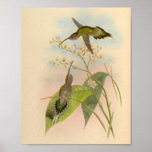 Vintag 1861 Hermit Hummingbird Print Poster
