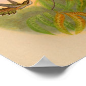 Vintag 1861 Hermit Hummingbird Print Poster (Ecke)