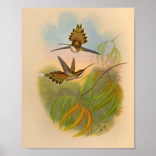 Vintag 1861 Hermit Hummingbird Print Poster (Vorne)