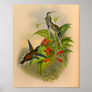 Vintag 1861 Hummingbird Print Blume Poster