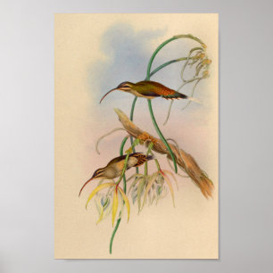 Vintag 1861 Hummingbird Print Blume Poster