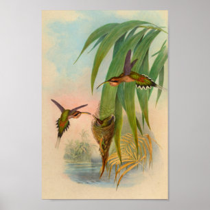 Vintag 1861 Hummingbird Print Nest Trees Poster