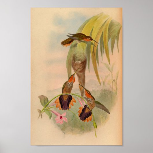 Vintag 1861 Hummingbird Print Saw mit Abdruck Poster (Vorne)