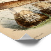 Vintag 1863 Braun weiße Cap Pilze Kunst Poster (Ecke)